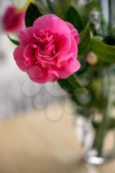 Pink Camellia flower in full bloom in springtime