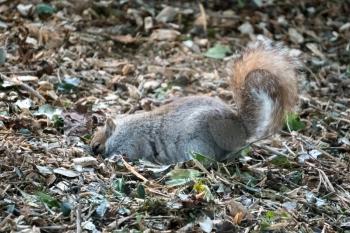 Grey Squirrel (Sciurus carolinensis) burying a peanut shell