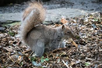 Grey Squirrel (Sciurus carolinensis) burying a peanut shell