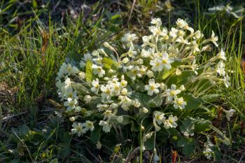 A group of wild yellow Primroses flowering in the spring sunshine