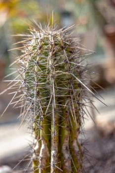 Cactus with very long spines been though hard times