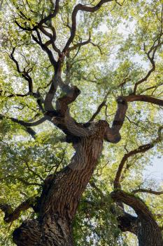Quercus virginiana, also known as the Southern Live Oak