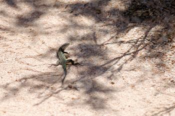 Bedriaga's Rock Lizard (Archaeolacerta bedriagae)