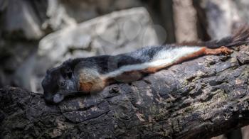 Prevost's Squirrel (Callosciurus prevostii) resting on a tree at the Bioparc in Fuengirola