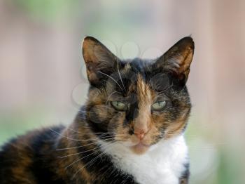 Close-up of head and shoulders of a Tortoiseshell female cat