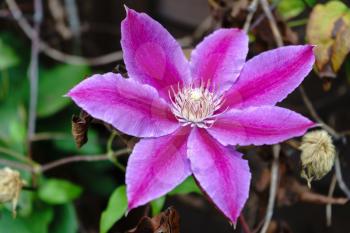 Pink Clematis in Full Bloom
