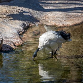 VALENCIA, SPAIN - FEBRUARY 26 : White Ibis at the Bioparc in Valencia Spain on February 26, 2019