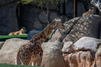 VALENCIA, SPAIN - FEBRUARY 26 : African Giraffe at the Bioparc in Valencia Spain on February 26, 2019