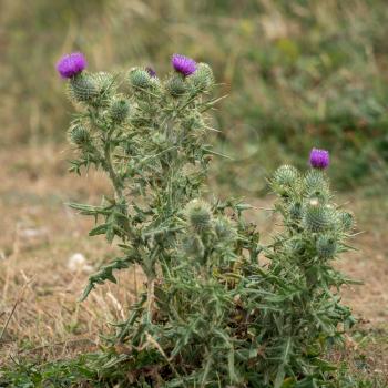 Spear Thistle (Cirsium vulgare) flowering in the Sussex countryside