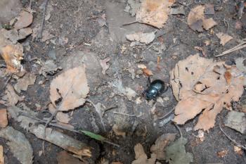 Dung Beetle (Scarabaeinae) walking along the forest floor