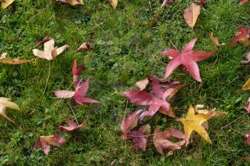 Autumnal fallen leaves of a Japanese Maple tree in East Grinstead
