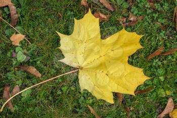 Sycamore leaf on the ground in Autumn in East Grinstead