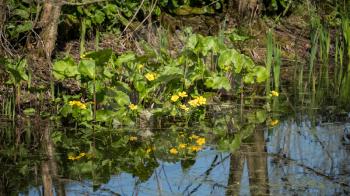 Marsh Marigold (Caltha palustris) Flowering in Springtime
