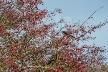 Fieldfare (Turdus pilaris) on a tree full of red berries at Southease in East Sussex