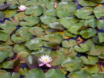 Water Lilies at Hever Castle