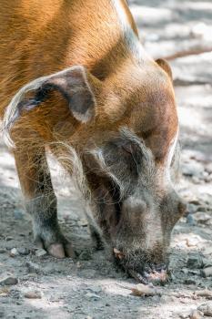 Red River Hog (Potamochoerus porcus) grubbing around in the dirt