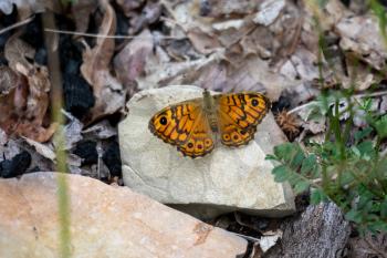 Wall Brown Butterfly (Lasiommata megera) resting on a rock in the sunshine