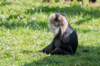 Lion-tailed Macaque (Macaca silenus) sitting on the grass in the sunshine
