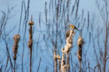 European Goldfinch Collecting Bulrush Seeds for Nestbuilding