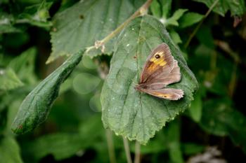 Meadow Brown Butterfly (Maniola jurtina) resting on a leaf