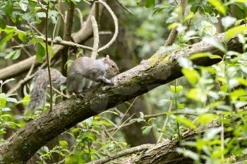 Grey Squirrel (Sciurus carolinensis) resting in a tree