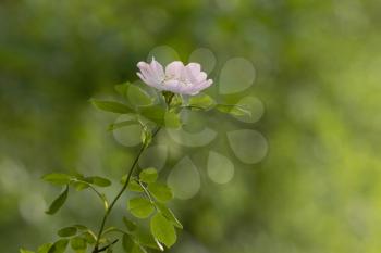 Wild pink Dog Rose (Rosa canina) flowering in springtime
