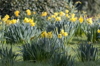 An host of yellow daffodils in Westham
