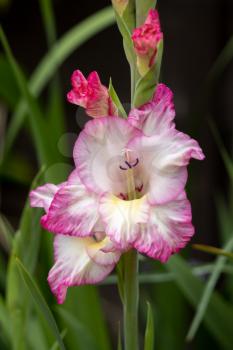 Pink and white hybrid Gladiolus flowering in an English garden