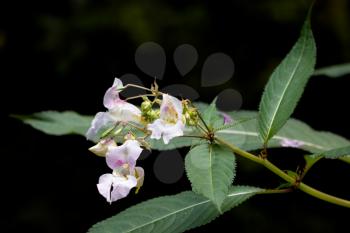 Himalayan balsam (Impatiens glandulifera) flowers and seed pods