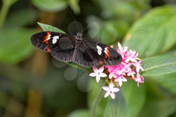 Postman Butterfly (heliconius melpomene)