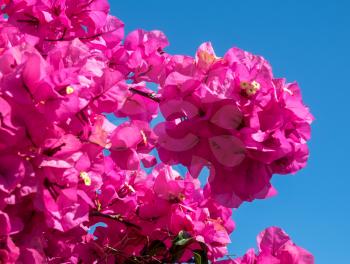 Vibrant pink Bougainvillea flowering profusely in Marbella