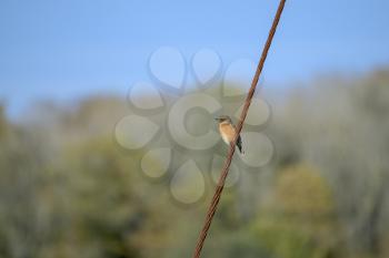Female Common Stonechat (Saxicola rubicola) clinging to a wire