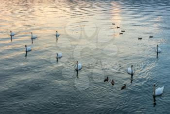 Swans on Lake Maggiore Piedmont Italy