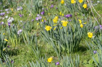 Daffodils, purple and white Crocuses flowering in East Grinstead in wintertime