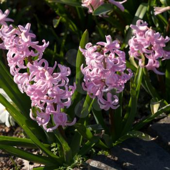 A group of pink Hyacinths in the spring sunshine
