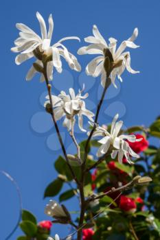 White Magnolia flowering in the spring sunshine