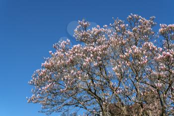 Magnolia Tree beginning to flower in the spring sunshine