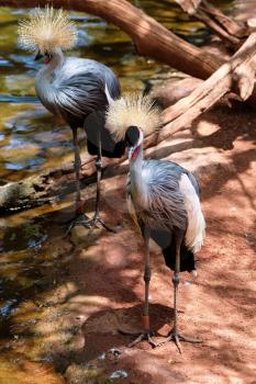 FUENGIROLA, ANDALUCIA/SPAIN - JULY 4 : Black Crowned Cranes at the Bioparc in Fuengirola Costa del Sol Spain on July 4, 2017