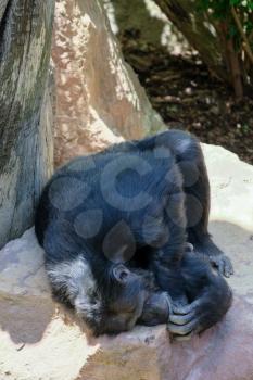 FUENGIROLA, ANDALUCIA/SPAIN - JULY 4 : Chimpanzee resting in the Bioparc in Fuengirola Costa del Sol Spain on July 4, 2017