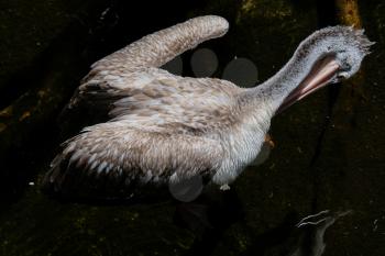 FUENGIROLA, ANDALUCIA/SPAIN - JULY 4 : Spot-Billed Pelican (Pelecanus philippensis) at the Bioparc Fuengirola Costa del Sol Spain on July 4, 2017