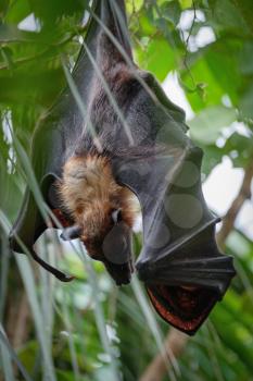 FUENGIROLA, ANDALUCIA/SPAIN - JULY 4 : Flying Fox Bat (Pteropus) at the Bioparc in Fuengirola Costa del Sol Spain on July 4, 2017