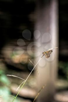 Speckled Wood Butterfly (Pararge aegeria)