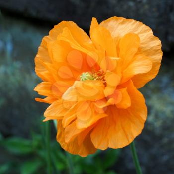 Orange Welsh Poppy Flower (Meconopsis cambrica)