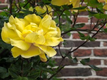 Yellow Rose Flowering against a Wall in Southwold