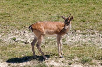 Young buck Fallow Deer (Dama dama) standing in the sunshine