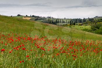 Poppies flowering in Val d'Orcia Tuscany