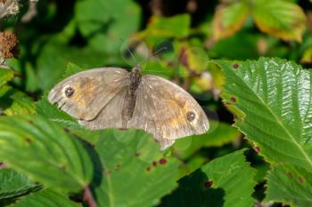 Meadow Brown Butterfly (Maniola jurtina)