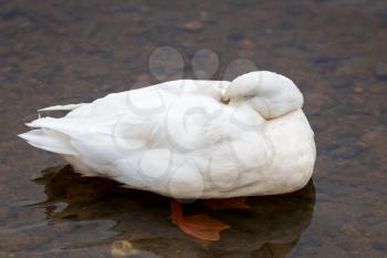 White Duck sleeping at Loch Insh
