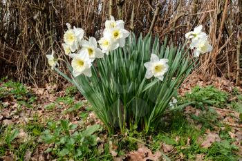 A Group of White Daffodils Flowering in Spring Sunshine