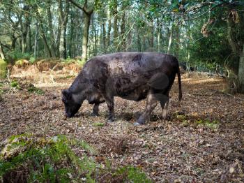 Cow Grazing for Acorns in the Ashdown Forest